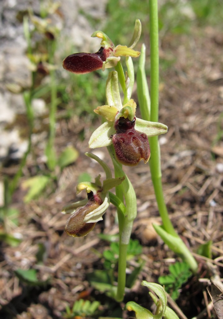 Ophrys sphegodes?